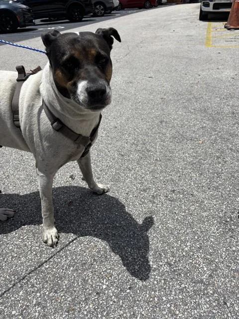 An adult large-sized female Pointer dog named Chiquie for adoption in Miami, FL