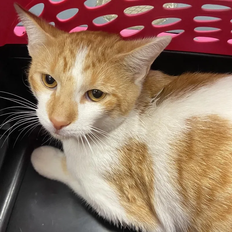A young medium-sized male Domestic Short Hair cat named Queso for adoption in Allentown, PA