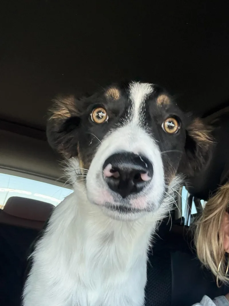 Luna Belle thumbnail 3