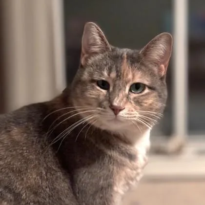 Shay Bff W Kiwi thumbnail 4