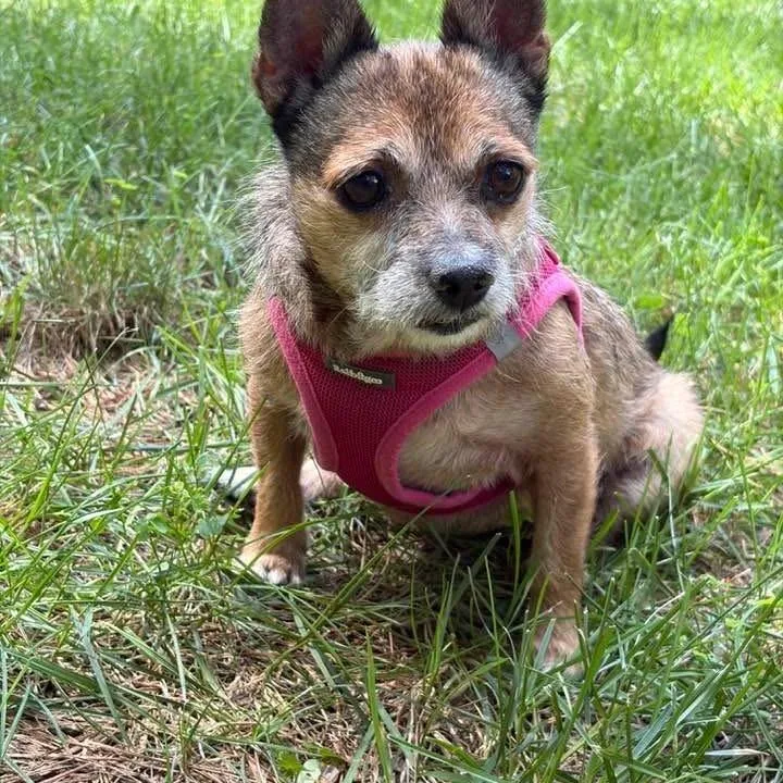 A senior small-sized female Chihuahua dog named Missy for adoption in Hillsborough, NC
