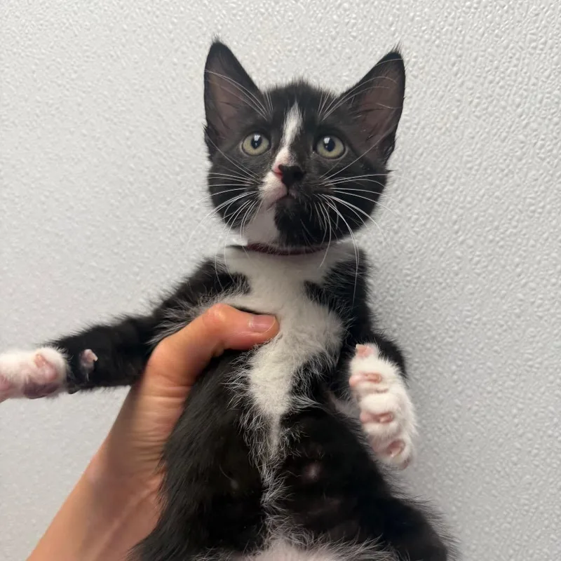 A baby small-sized male Black Domestic Medium Hair cat named Thumb for adoption in Sunnyvale, CA
