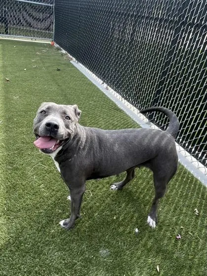 An adult medium-sized female Mixed Breed dog named Yaya for adoption in Lafayette, IN