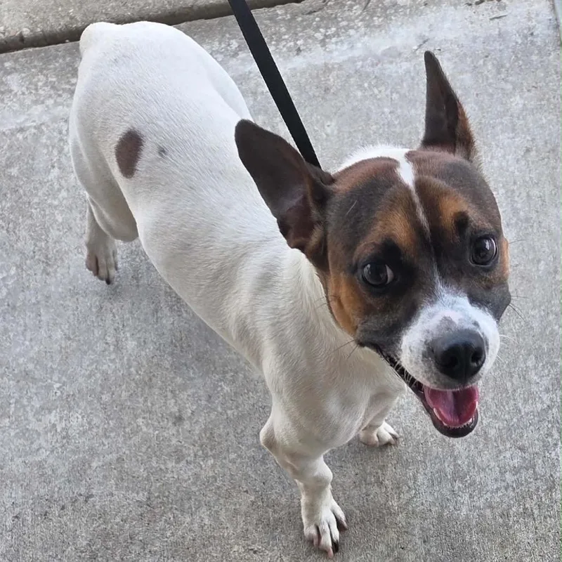 An adult small-sized male White / Cream Jack Russell Terrier dog named Spotify for adoption in New Orleans, LA