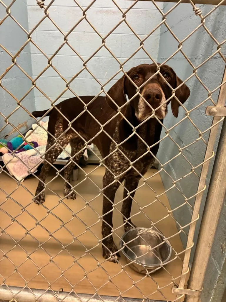 An adult large-sized male German Shorthaired Pointer dog named Ross for adoption in Blountville, TN