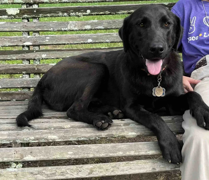 A young medium-sized male Labrador Retriever dog named Ace for adoption in Shreveport, LA