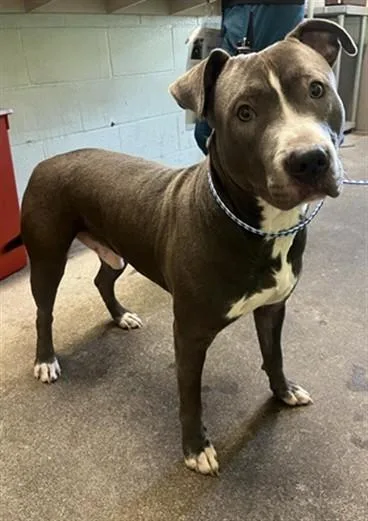 A young large-sized male Pit Bull Terrier dog named Vlad for adoption in Sacramento, CA