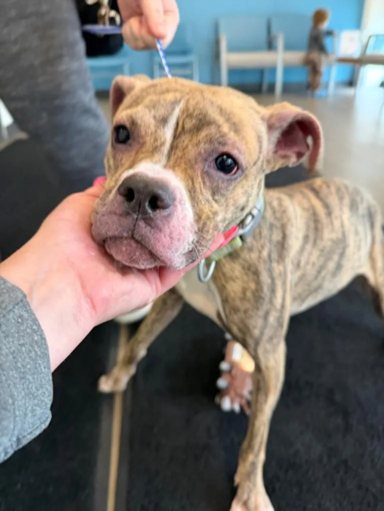 A young medium-sized female Pit Bull Terrier dog named Melly for adoption in Toledo, OH