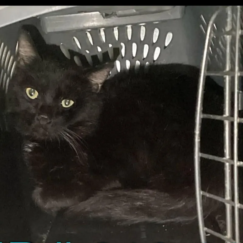 A young medium-sized male Black Domestic Short Hair cat named Taco Bout It for adoption in Austin, TX