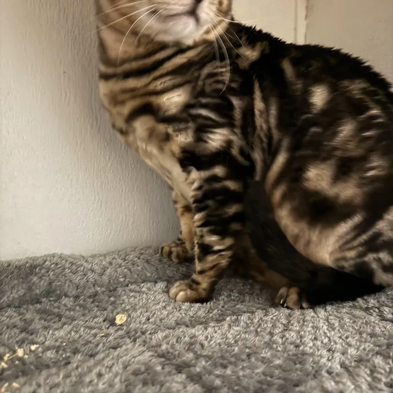 A young extra large-sized male Bengal cat named Big Kahuna for adoption in Pomona, CA
