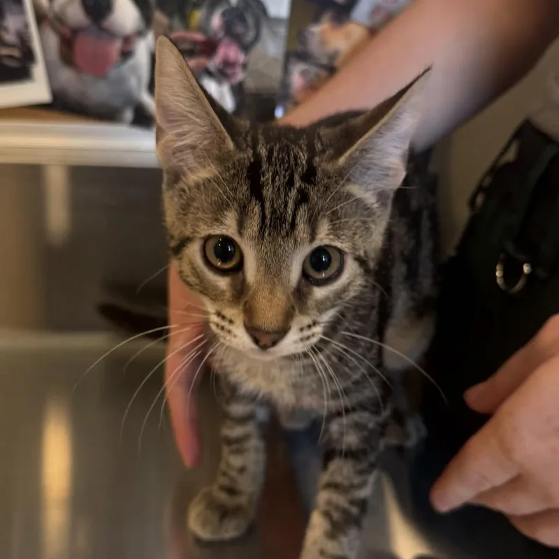 A baby small-sized male Brown / Chocolate Domestic Short Hair cat named David Meowie for adoption in Louisville, KY