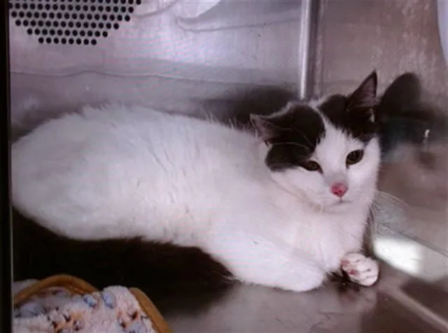 An adult medium-sized female Domestic Short Hair cat named Blare for adoption in Albuquerque, NM