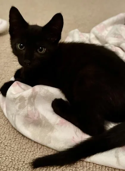 a CoalPetSmart West Ashley