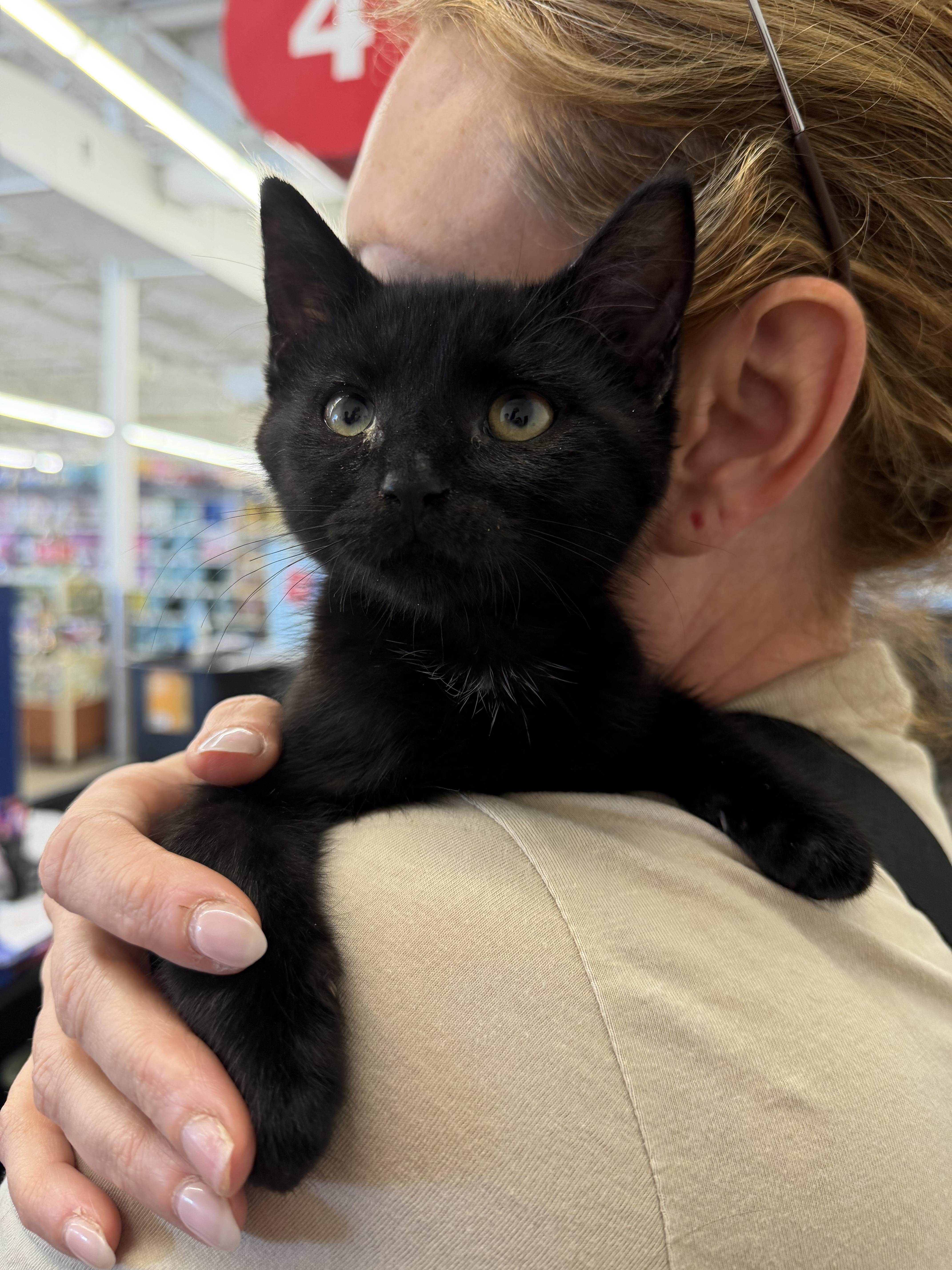 A young medium-sized male Black Domestic Short Hair cat named Vans for adoption in warren, OH