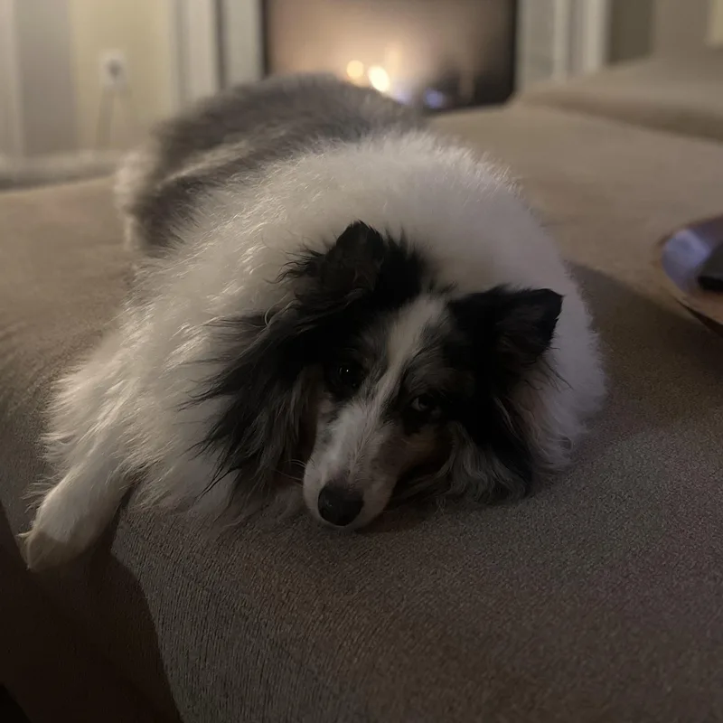 An adult medium-sized female Merle (Blue) Shetland Sheepdog / Sheltie dog named Dusty for adoption in Rock Hill, SC