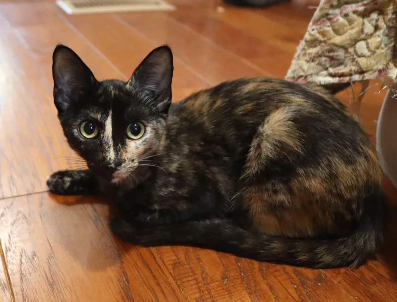 Moxie