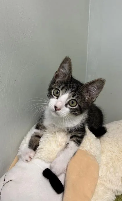 A baby medium-sized male Domestic Short Hair cat named Okarun for adoption in Picayune, MS