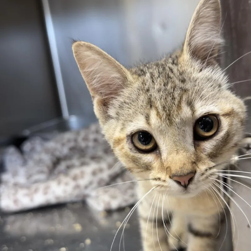 A baby small-sized female Domestic Short Hair cat named Sassafras for adoption in Henderson, KY