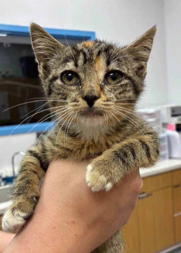 A baby small-sized female Domestic Short Hair cat named Sweet Pea for adoption in Hartsville, SC