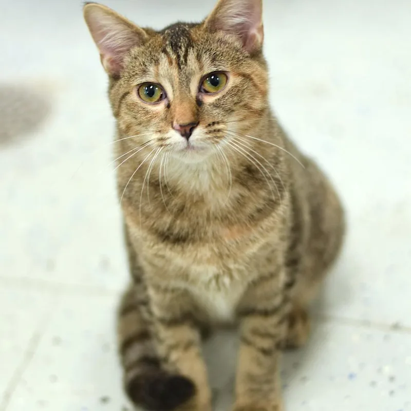 A baby medium-sized female Torbie Domestic Short Hair cat named Wendy for adoption in Belleville, IL