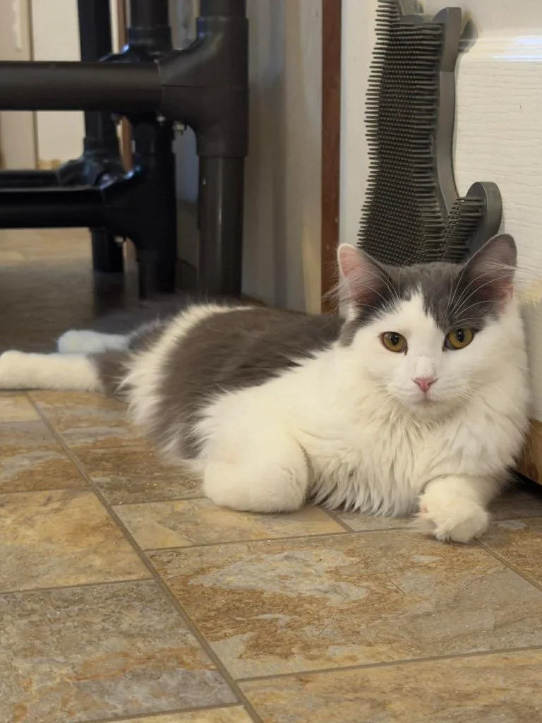 A young large-sized male Domestic Short Hair cat named Scotty for adoption in Parsons, WV