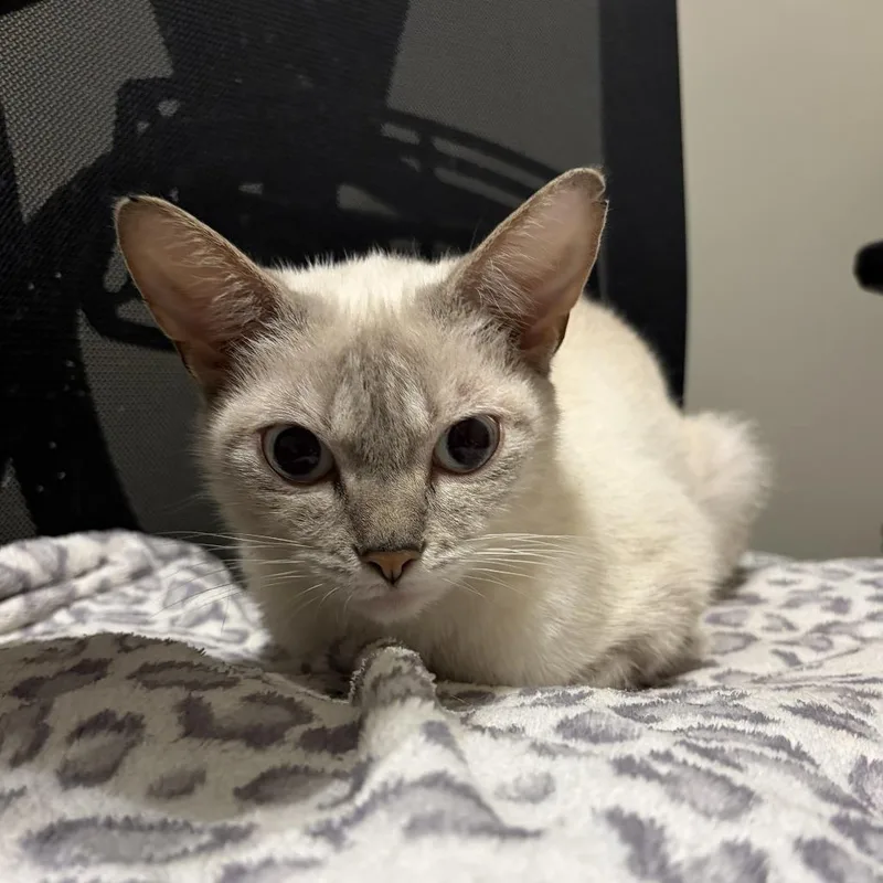 A young medium-sized female White Domestic Short Hair cat named Blanche for adoption in Gibsonia, PA