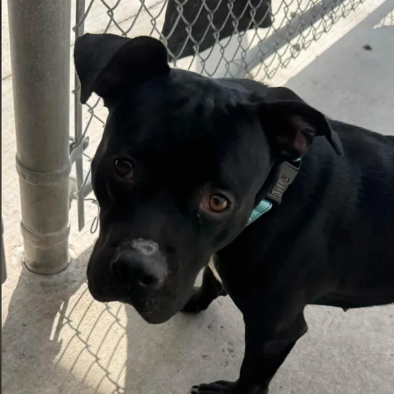 A young medium-sized female Black Mixed Breed dog named Amy for adoption in Dearborn, MI