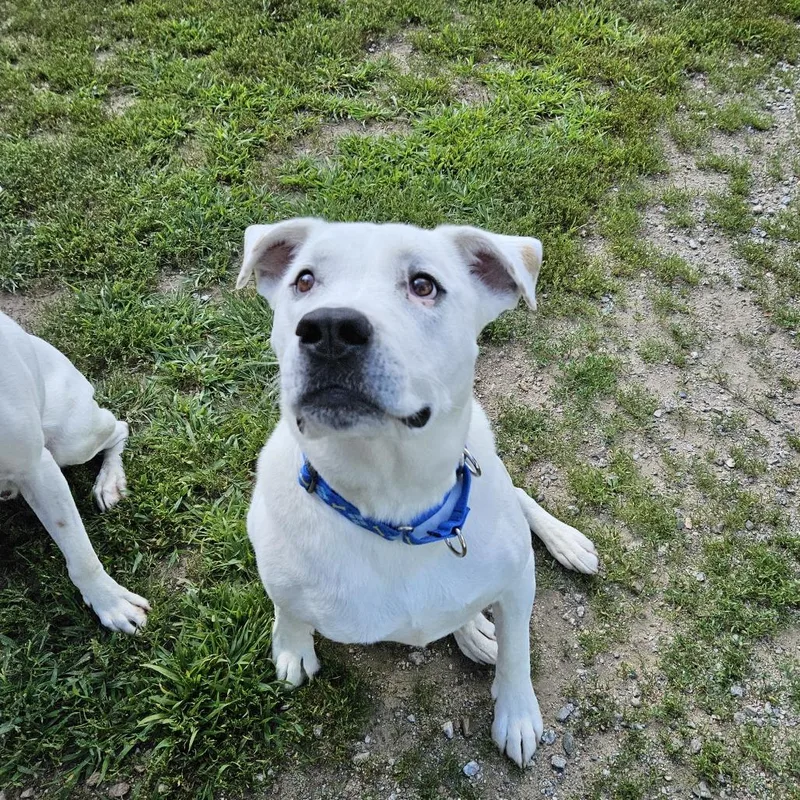 An adult large-sized male White / Cream Pit Bull Terrier dog named Diesel for adoption in Concord, NH