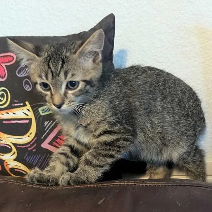 A baby small-sized male Gray / Blue / Silver Domestic Short Hair cat named Jinu for adoption in Las Vegas, NV