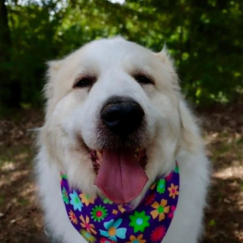 A senior large-sized female White / Cream Great Pyrenees dog named Sophie for adoption in Shelby, NC