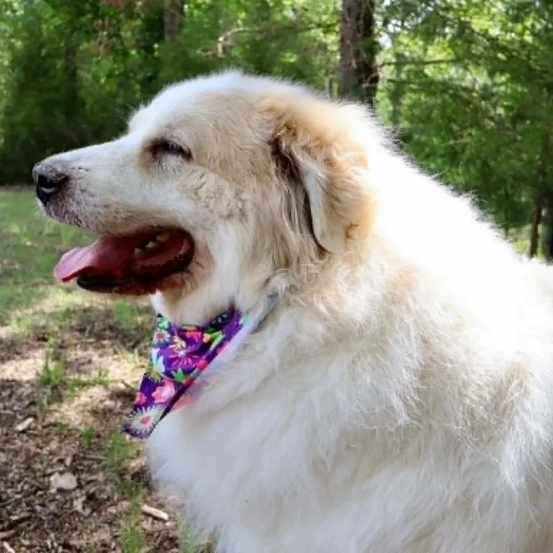 Sophie thumbnail 6