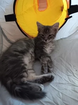A baby small-sized male Domestic Medium Hair cat named Pisces $ for adoption in Seneca, SC