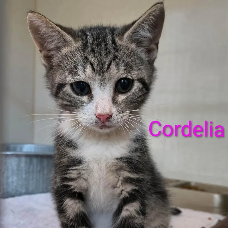 A baby medium-sized female Tabby (Gray / Blue / Silver) Domestic Short Hair cat named Cordelia for adoption in Saint Marys, PA