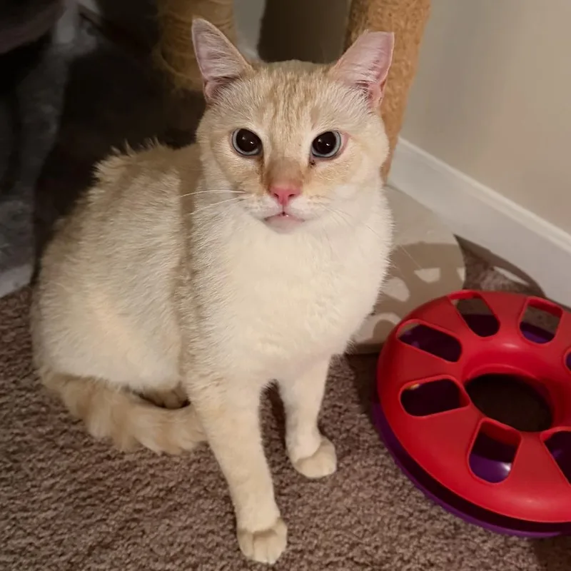 An adult small-sized male Flame Point Siamese cat named Sammy Cienega for adoption in Merrifield, VA