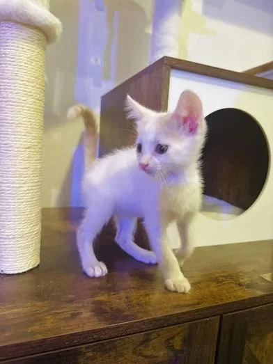 A baby small-sized female Orange & White Domestic Short Hair cat named Luna for adoption in Liverpool, TX