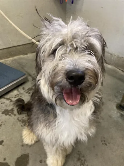 A young large-sized male Poodle dog named Oliver for adoption in Camarillo, CA