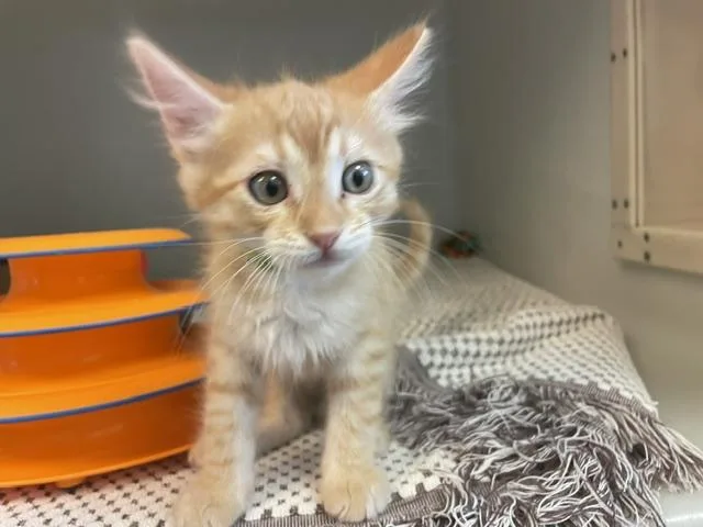 A baby small-sized male Domestic Short Hair cat named Simon for adoption in Salinas, CA