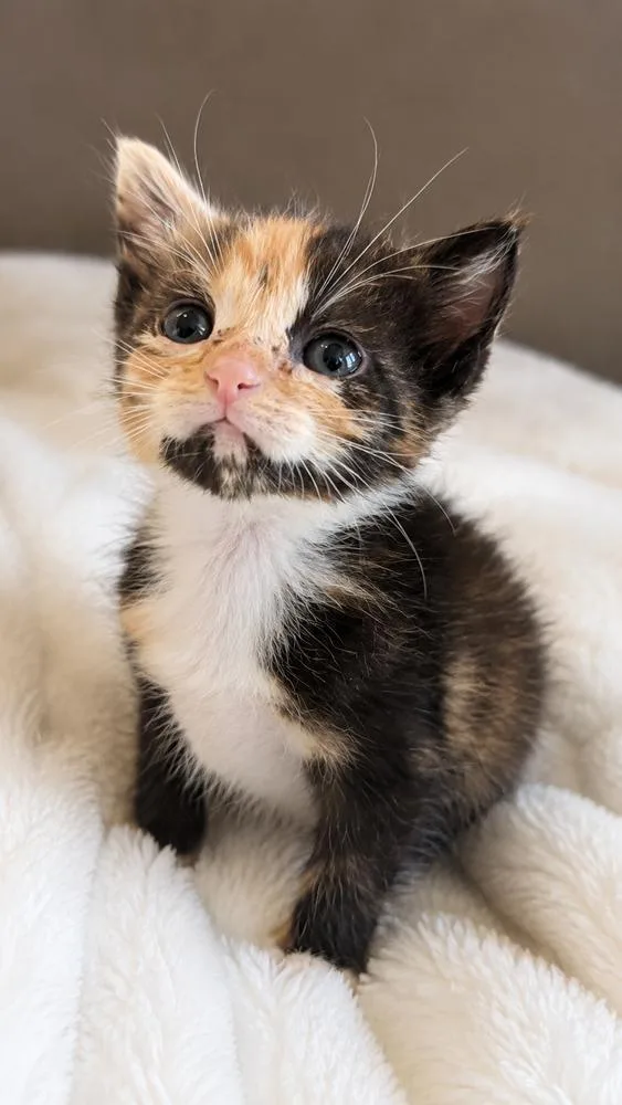 A baby small-sized female Calico cat named Iyo for adoption in Calimesa, CA