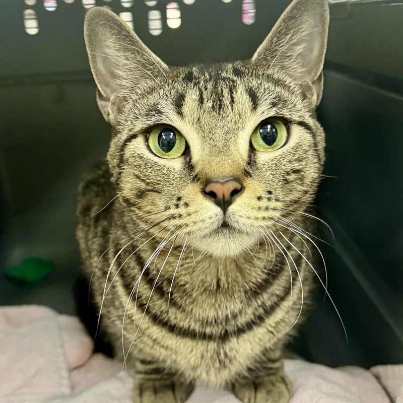 A young medium-sized female Domestic Short Hair cat named Sprinkles for adoption in Winchendon, MA