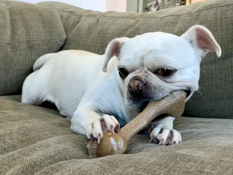 A young small-sized female White / Cream French Bulldog dog named Heidi for adoption in Brooklyn, NY