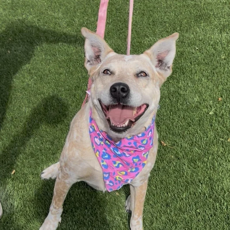 An adult medium-sized female Cattle Dog dog named CDog for adoption in Woodland, CA