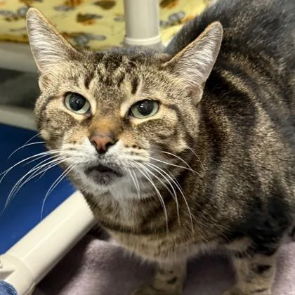 A senior medium-sized female Domestic Short Hair cat named Mittens for adoption in Lansing, MI