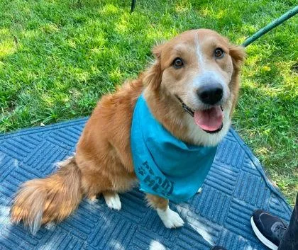 An adult large-sized female Golden Australian Shepherd dog named Sparkle for adoption in Annapolis, MD