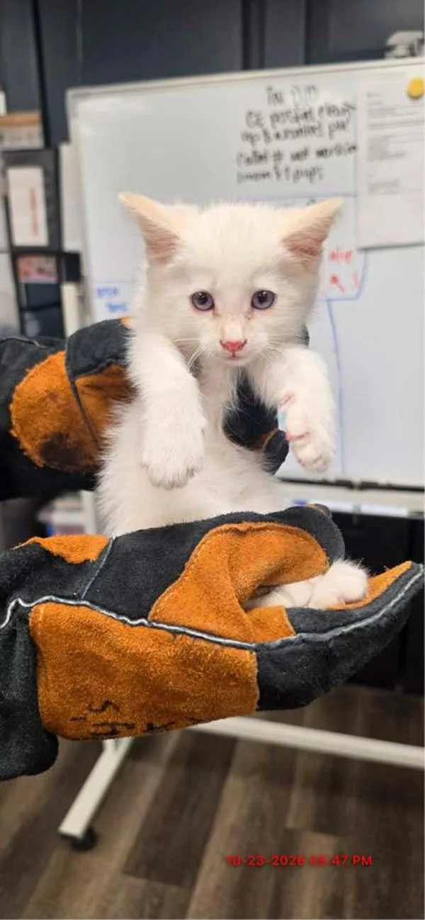 A baby small-sized male Domestic Medium Hair cat named Snow for adoption in Victorville, CA
