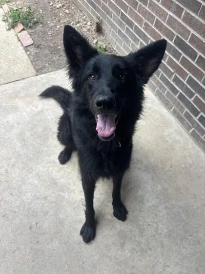 An adult medium-sized female Black German Shepherd Dog dog named Dandelion for adoption in Lafayette, IN