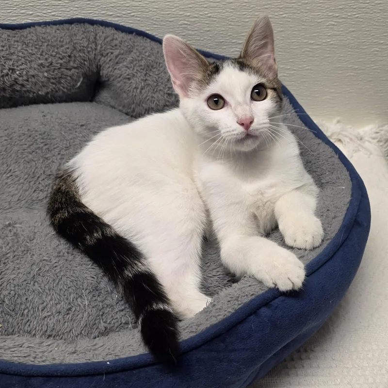 A young medium-sized male Gray & White Domestic Short Hair cat named Meowzart for adoption in Greensboro, NC