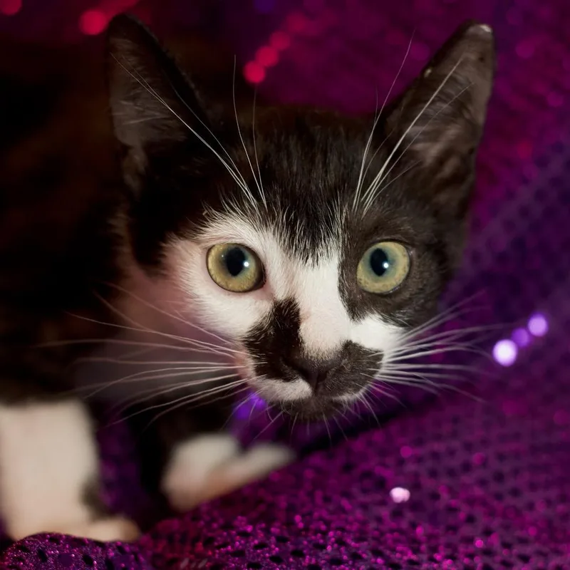 A baby small-sized male Black Domestic Short Hair cat named Cheerio for adoption in Yucca Valley, CA