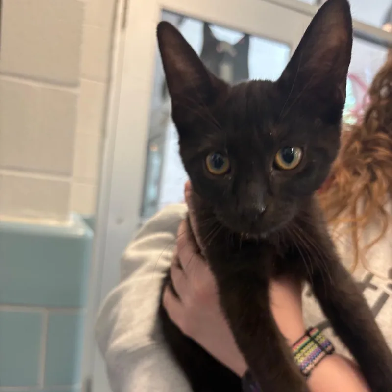 A baby small-sized male Domestic Short Hair cat named Neptune for adoption in Chicago, IL