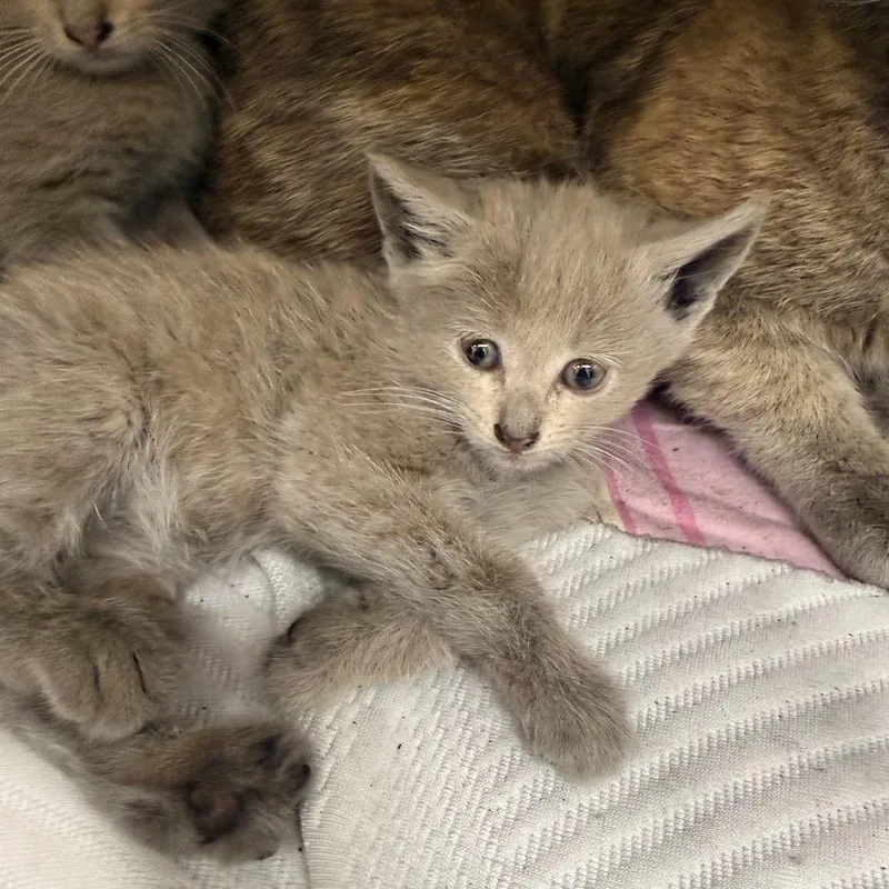 A baby small-sized female Gray / Blue / Silver Domestic Short Hair cat named Gaia for adoption in Raleigh, NC