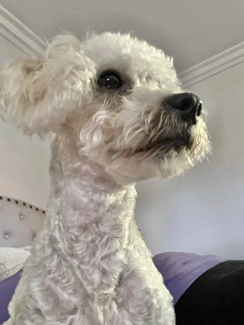 A young small-sized male White / Cream Miniature Poodle dog named Rolo for adoption in Corona Del Mar, CA